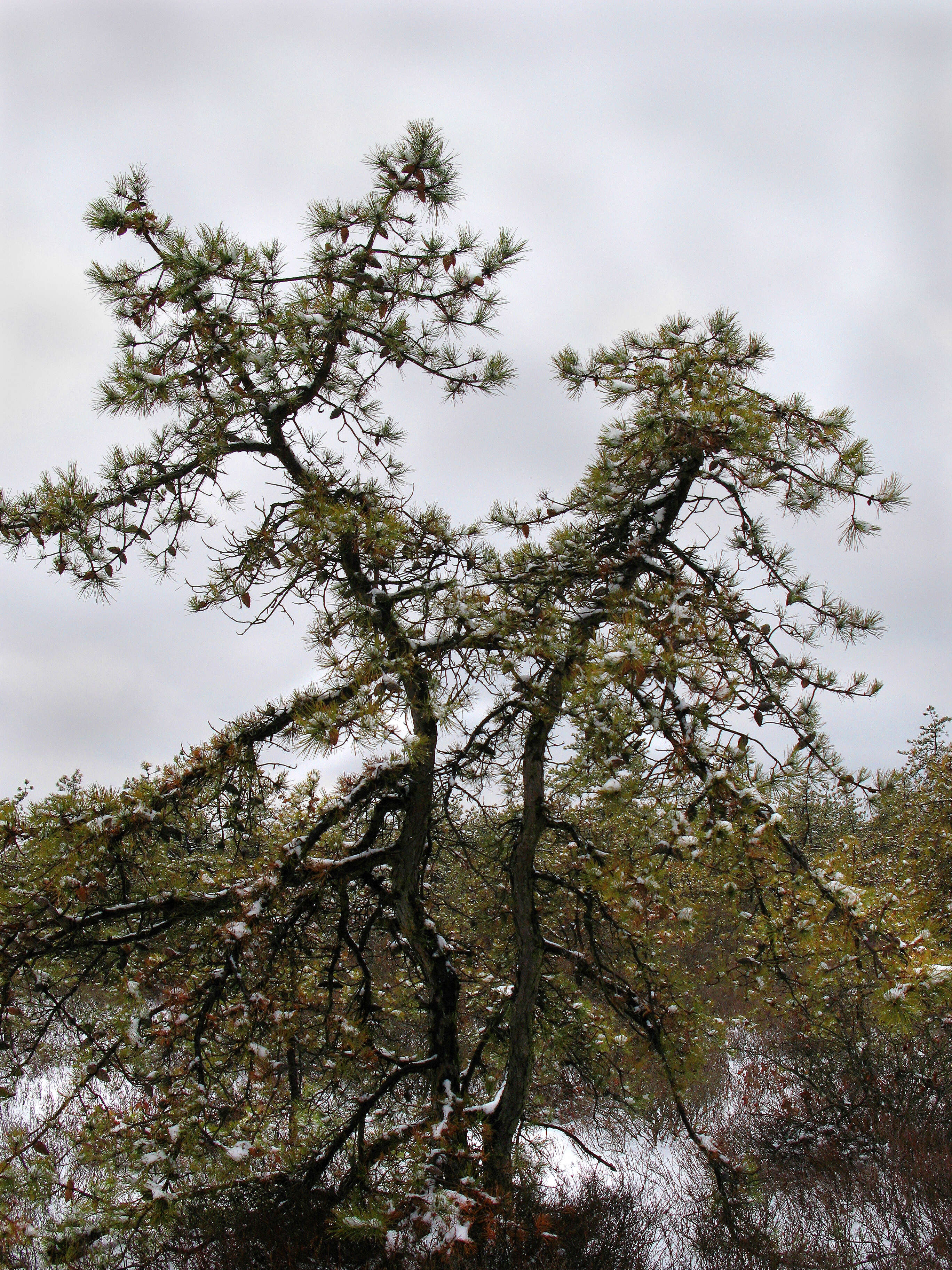 Image of pitch pine