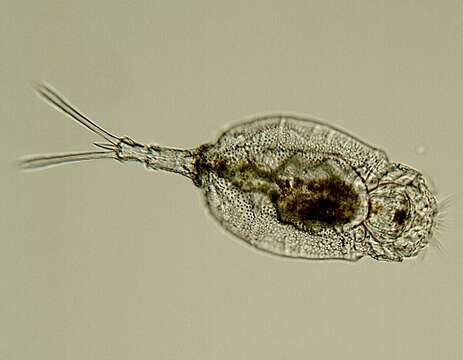 Слика од Trichotriidae