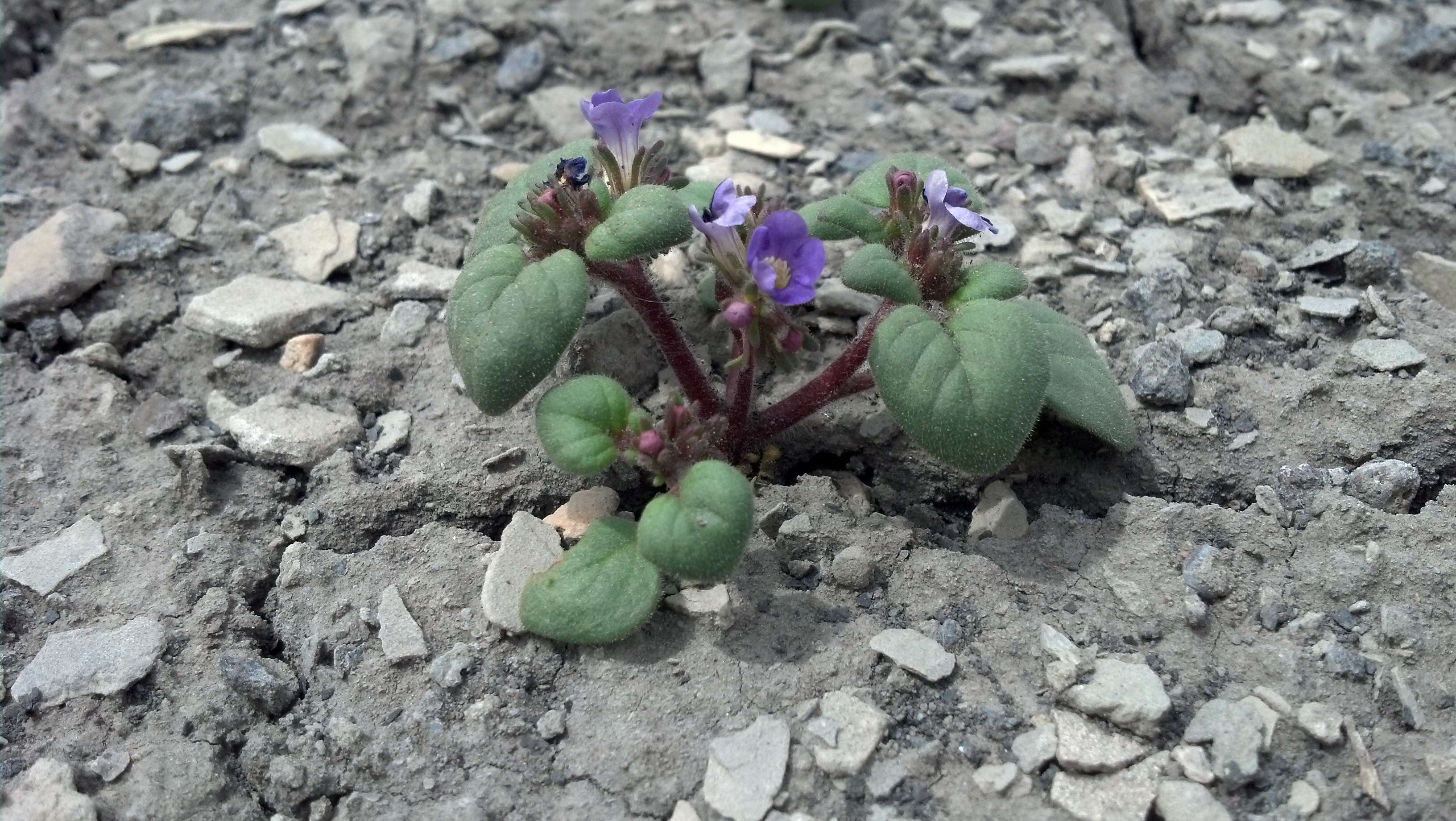 Phacelia demissa A. Gray的圖片