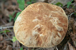 Image of Hemileccinum