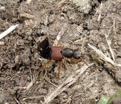 Staphylinus dimidiaticornis Gemminger 1851 resmi