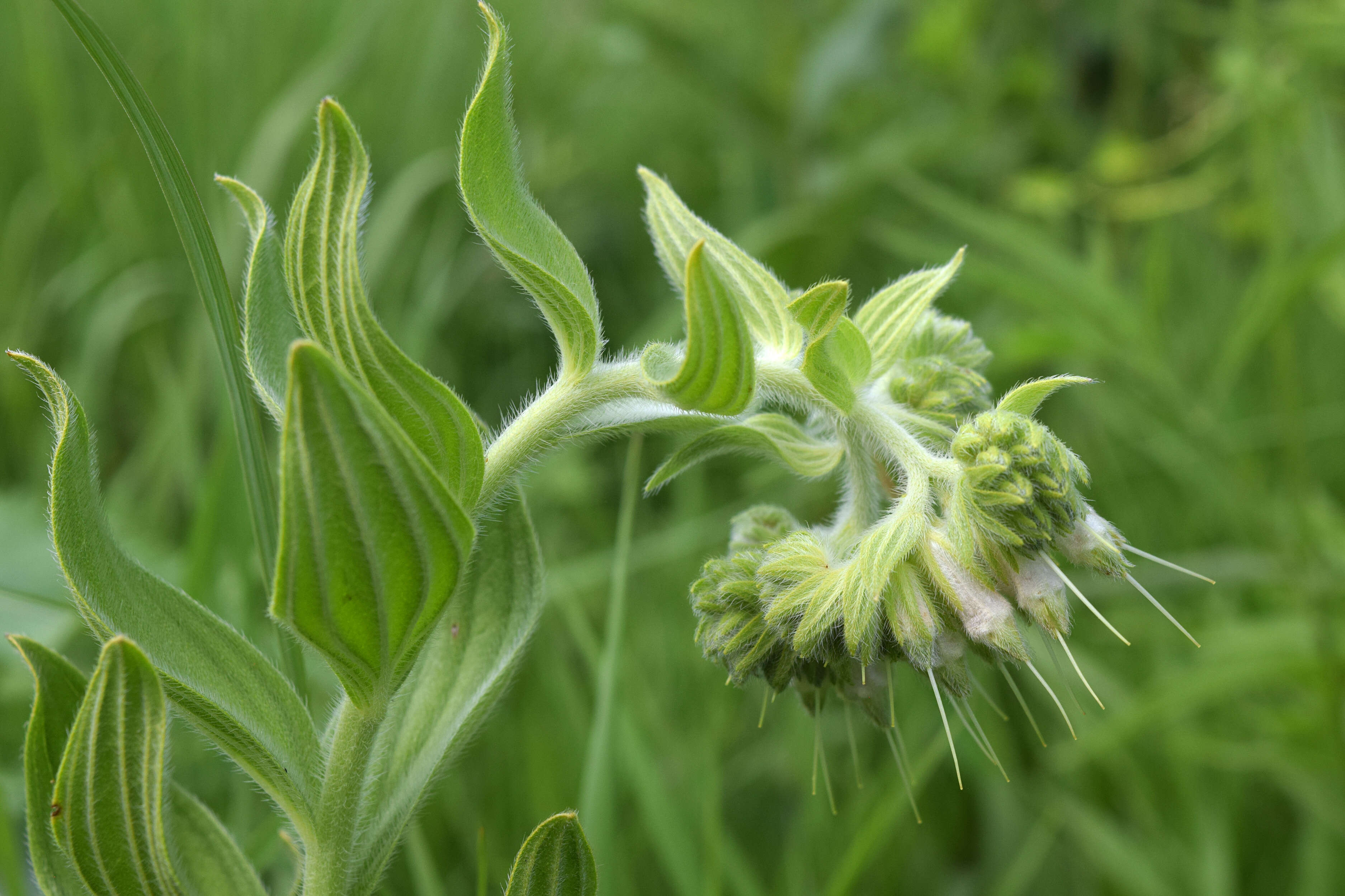 Lithospermum resmi