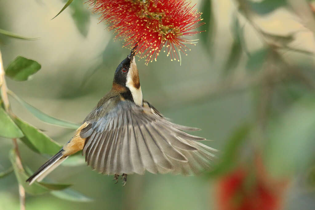 Image of Spinebill