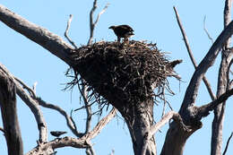 Image of Sea eagles