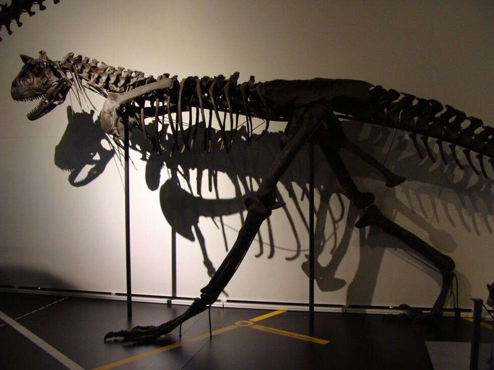 Image of Carnotaurus Bonaparte 1985