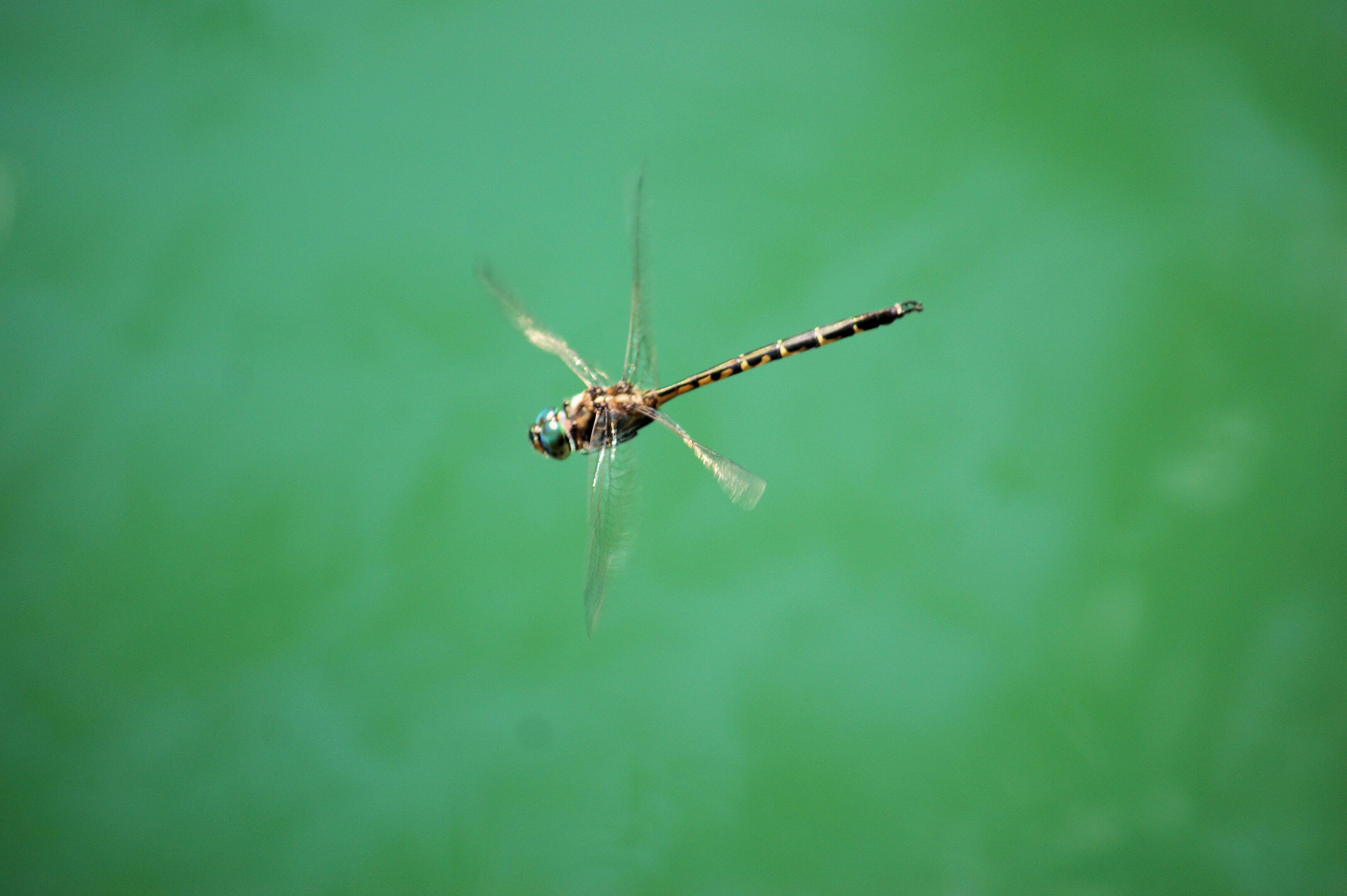 Image of Sentry Dragonfly