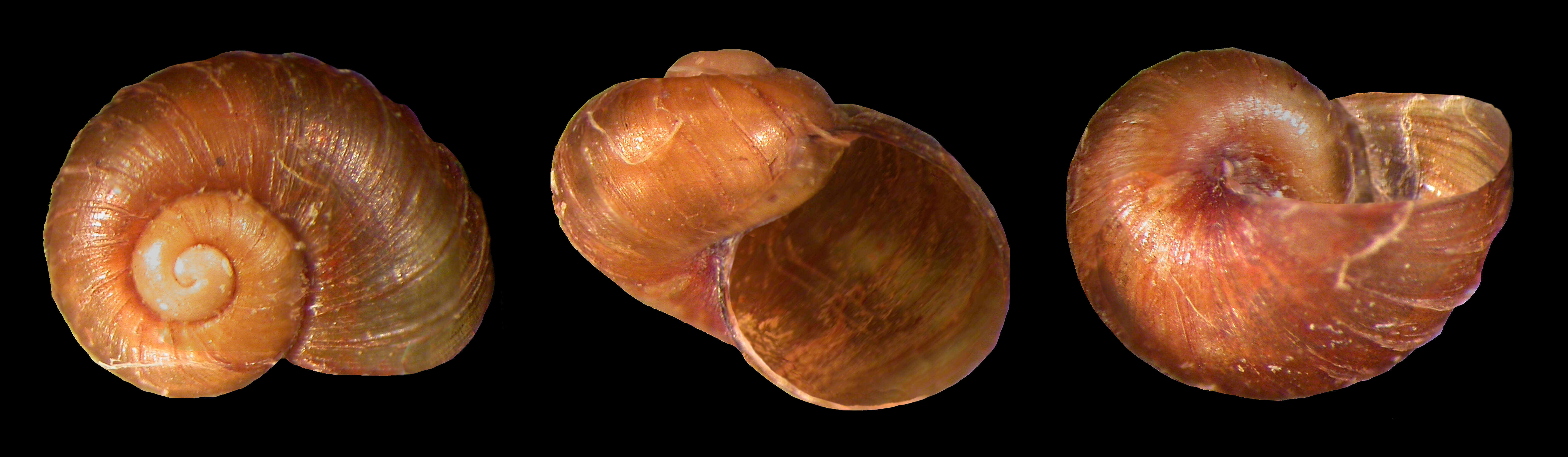 Image of Paryphantopsis Thiele 1928