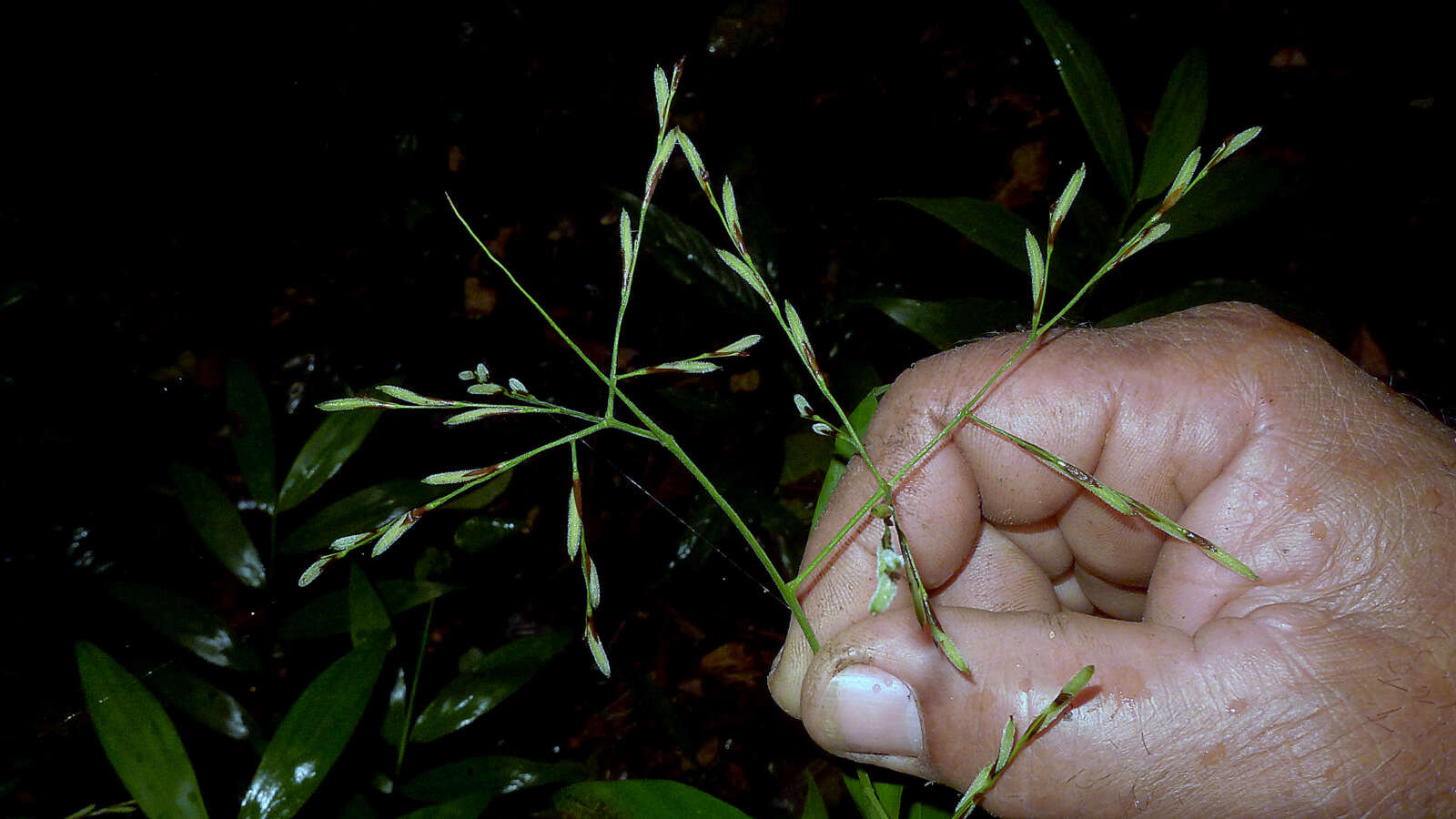 Image of stalkgrass