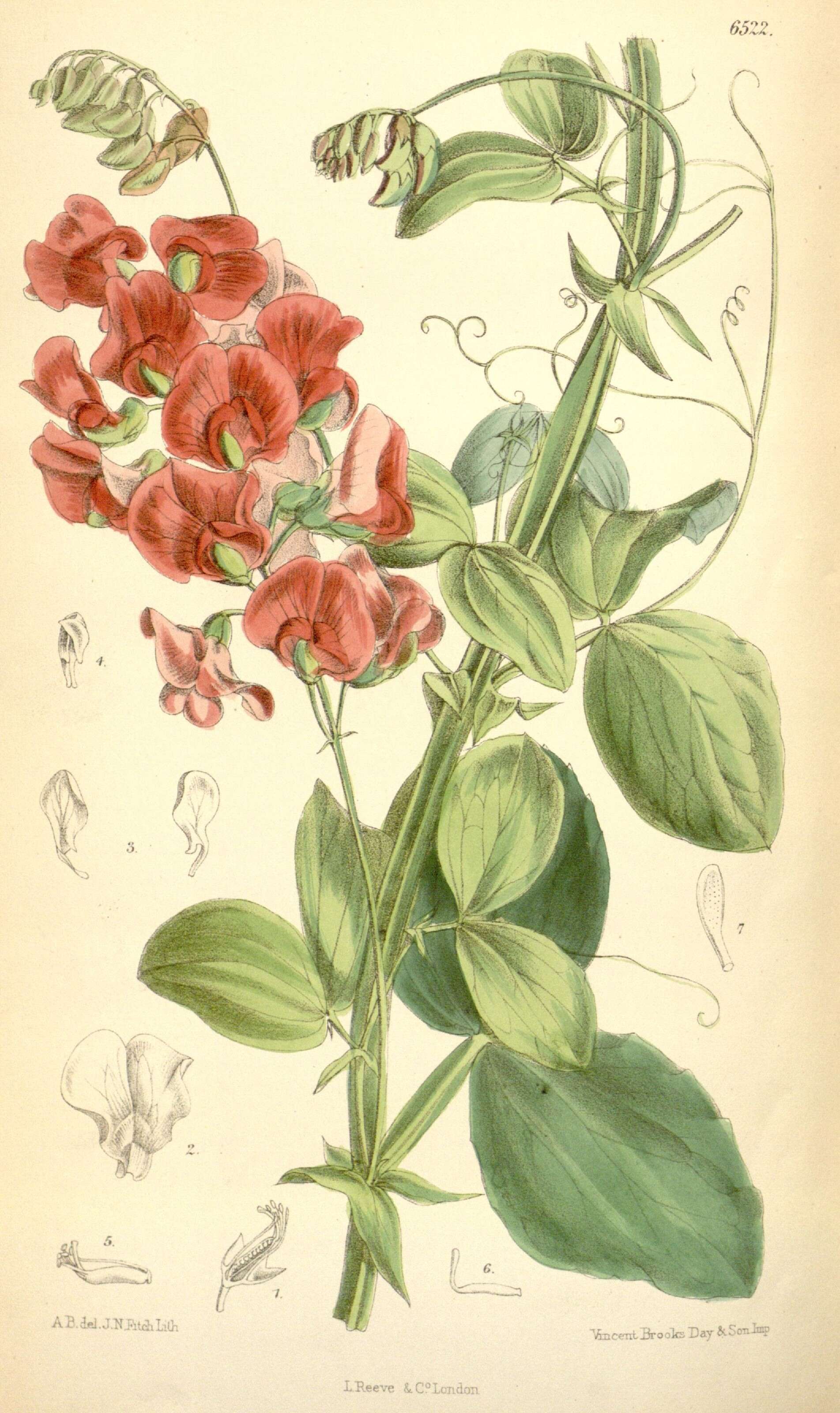 Image of Persian Everlasting Pea