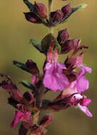 Image de Teucrium chamaedrys subsp. chamaedrys