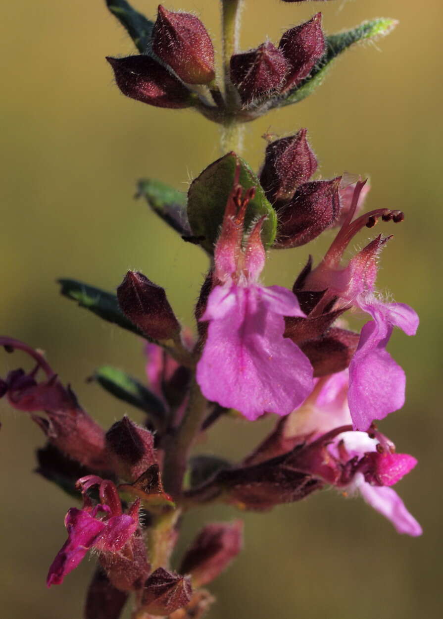 Image de Teucrium chamaedrys subsp. chamaedrys