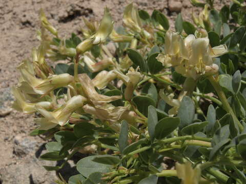 Image of Egg Milkvetch