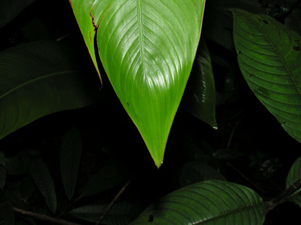 Image of wild plantain