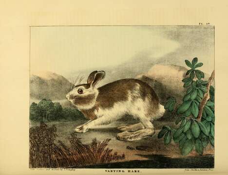 Image of hare