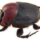 Image of Onthophagus (Macronthophagus) rubricollis Hope 1831