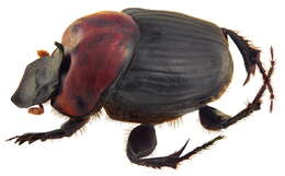 Image of Onthophagus (Macronthophagus) rubricollis Hope 1831