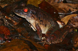 Image of Giant River Frog