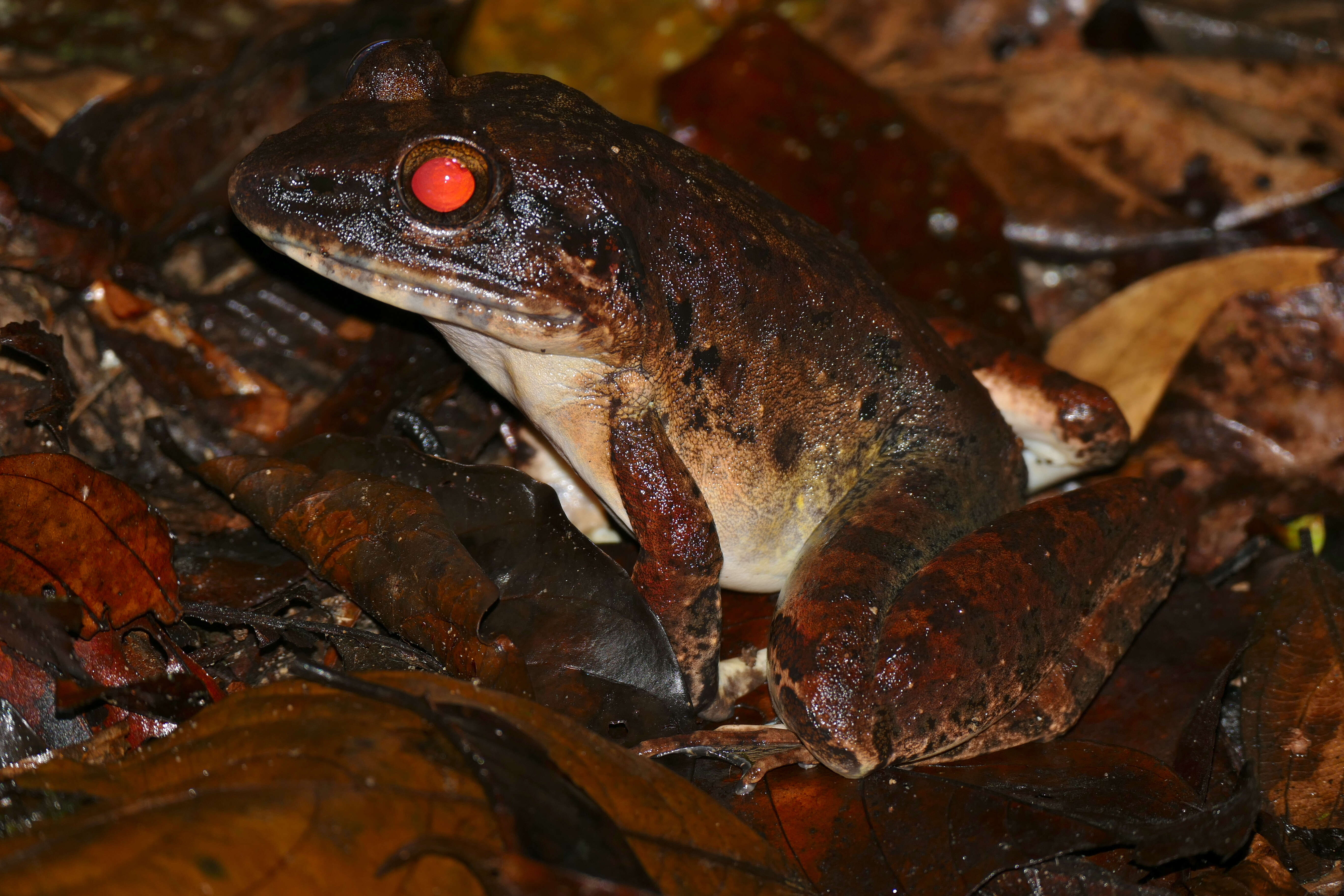 Image of Giant River Frog