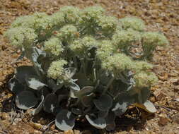 Imagem de Eriogonum robustum Greene