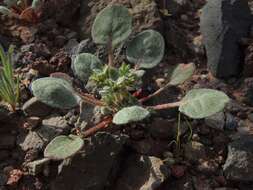 Image of wrinkled spineflower