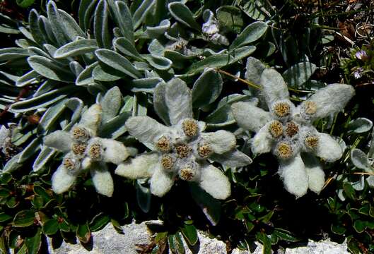 Image of edelweiss