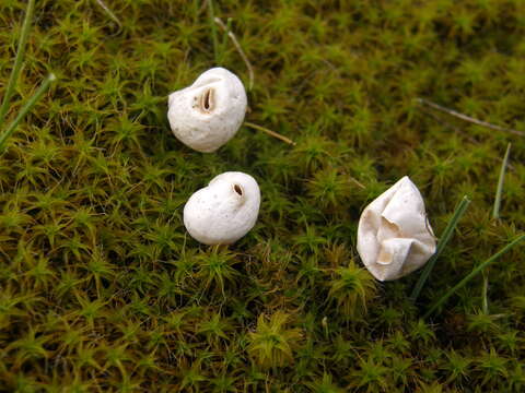 Image of Tulostoma brumale Pers. 1794