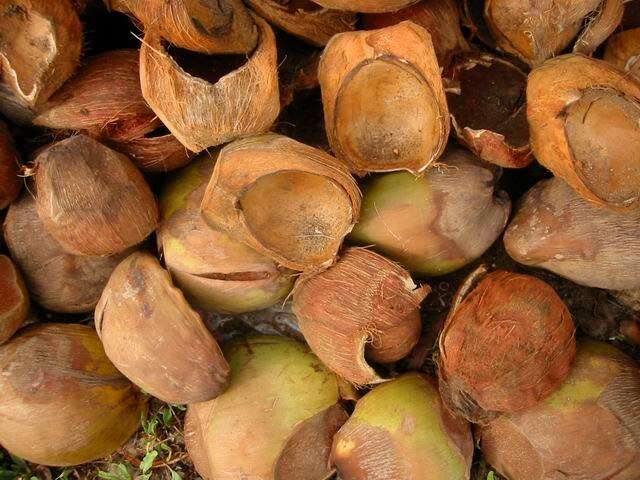 Image of coconut palm