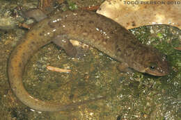 Image of dusky salamanders