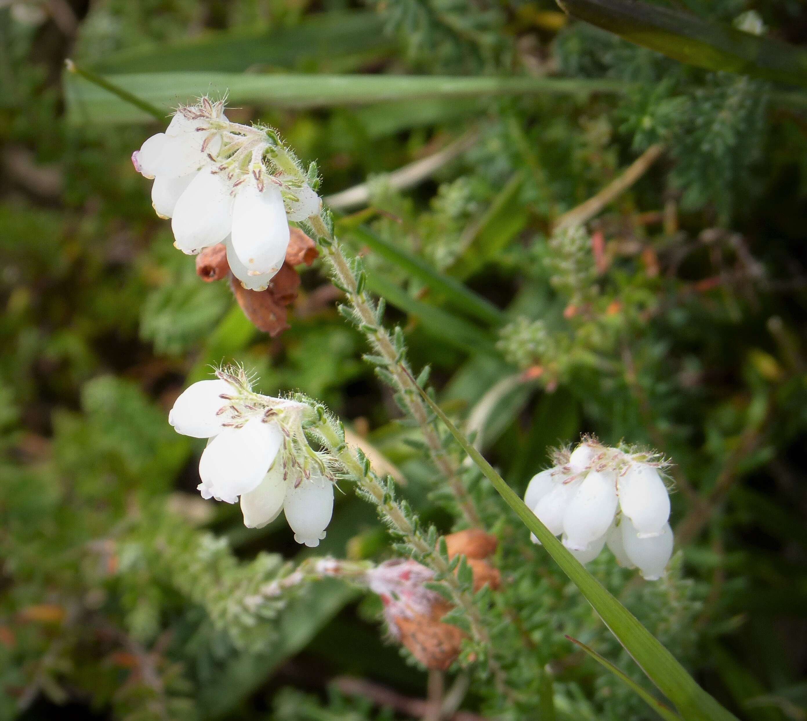 Image of Bog Heather