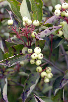 Image of Gray Dogwood