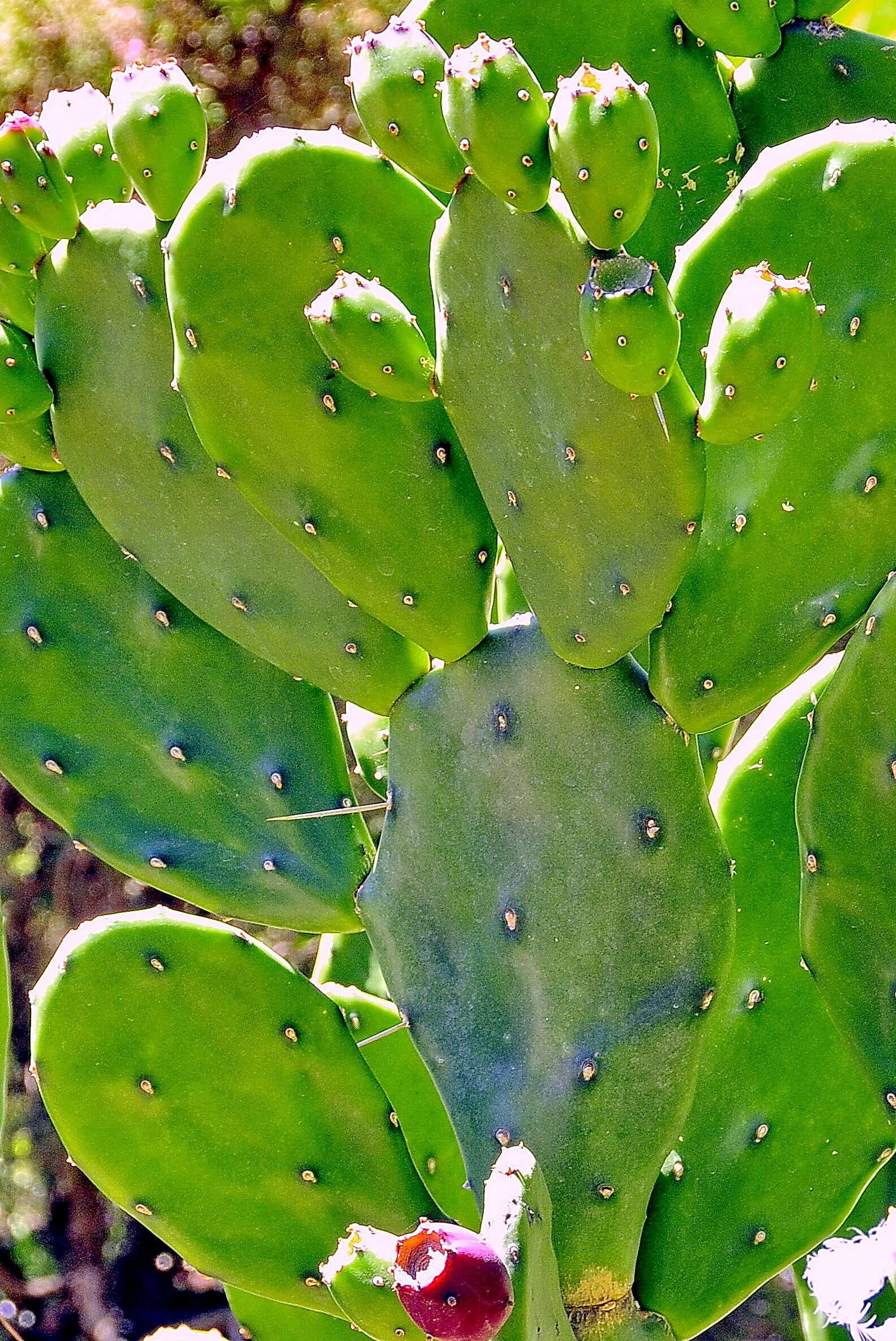 Imagem de Opuntia ficus-indica (L.) Mill.