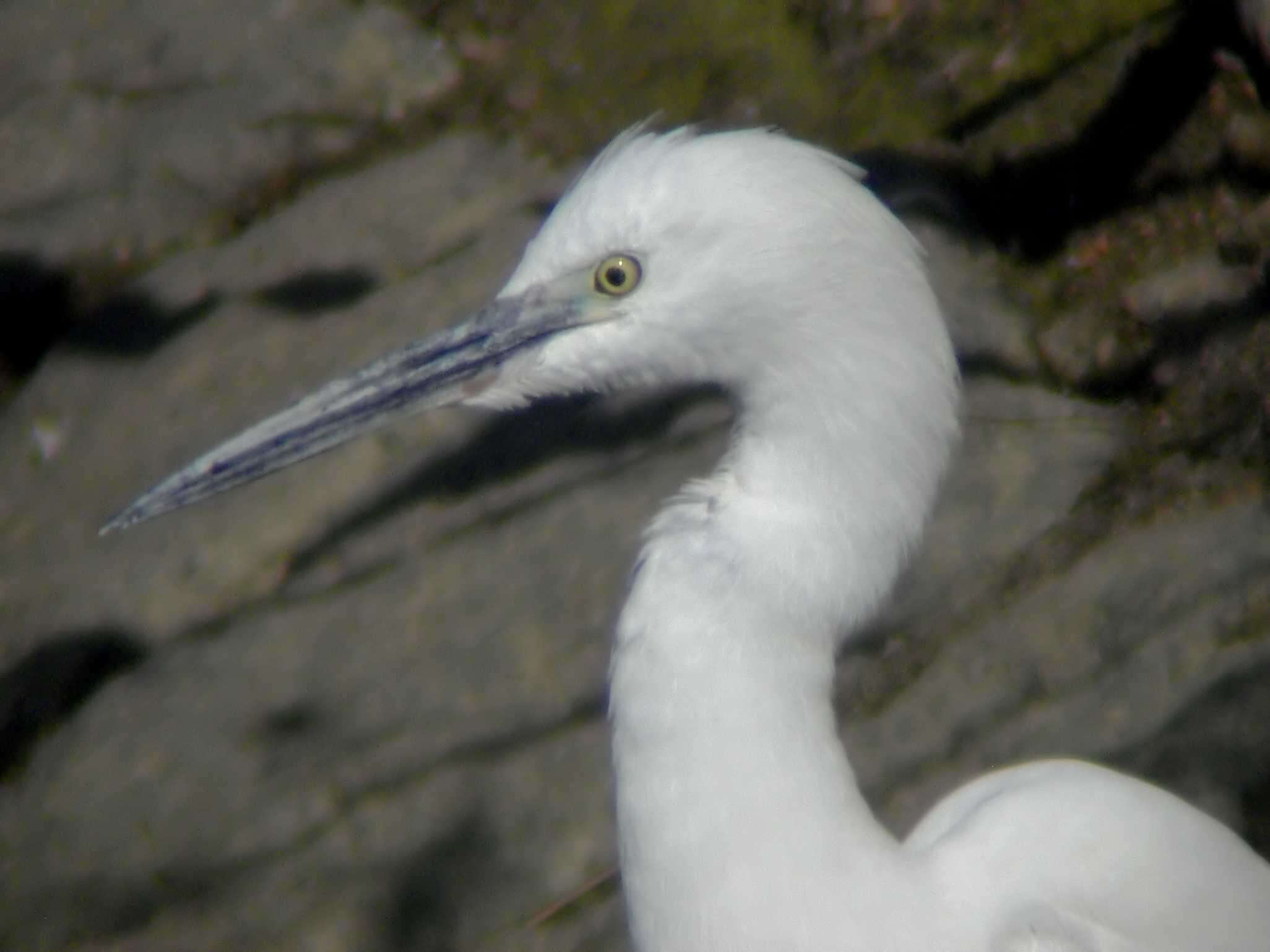 Image of Egretta garzetta garzetta (Linnaeus 1766)