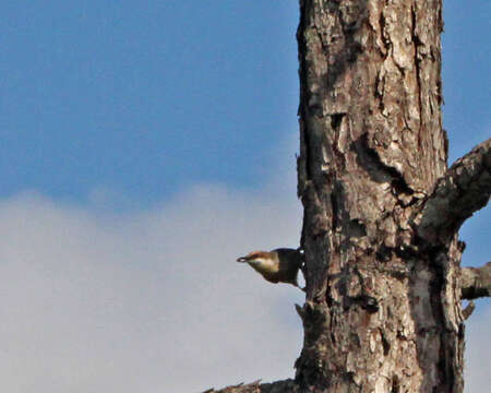 Image of Brown-headed Nuthatch