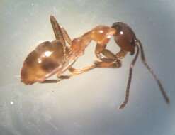 Image of Argentine Ant