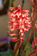 Stenorrhynchos speciosum (Jacq.) Rich.的圖片