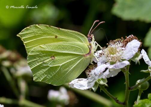 Imagem de Gonepteryx rhamni (Linnaeus 1758)