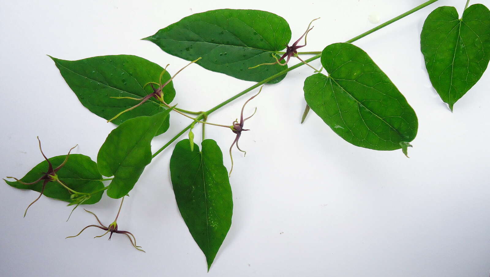 Image of Oxypetalum harleyi (Fontella & Goyder) Farin.