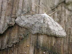 Image of Idaea