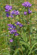 Image de Campanula glomerata subsp. glomerata