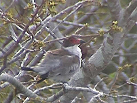 Imagem de Tityra semifasciata costaricensis Ridgway 1906