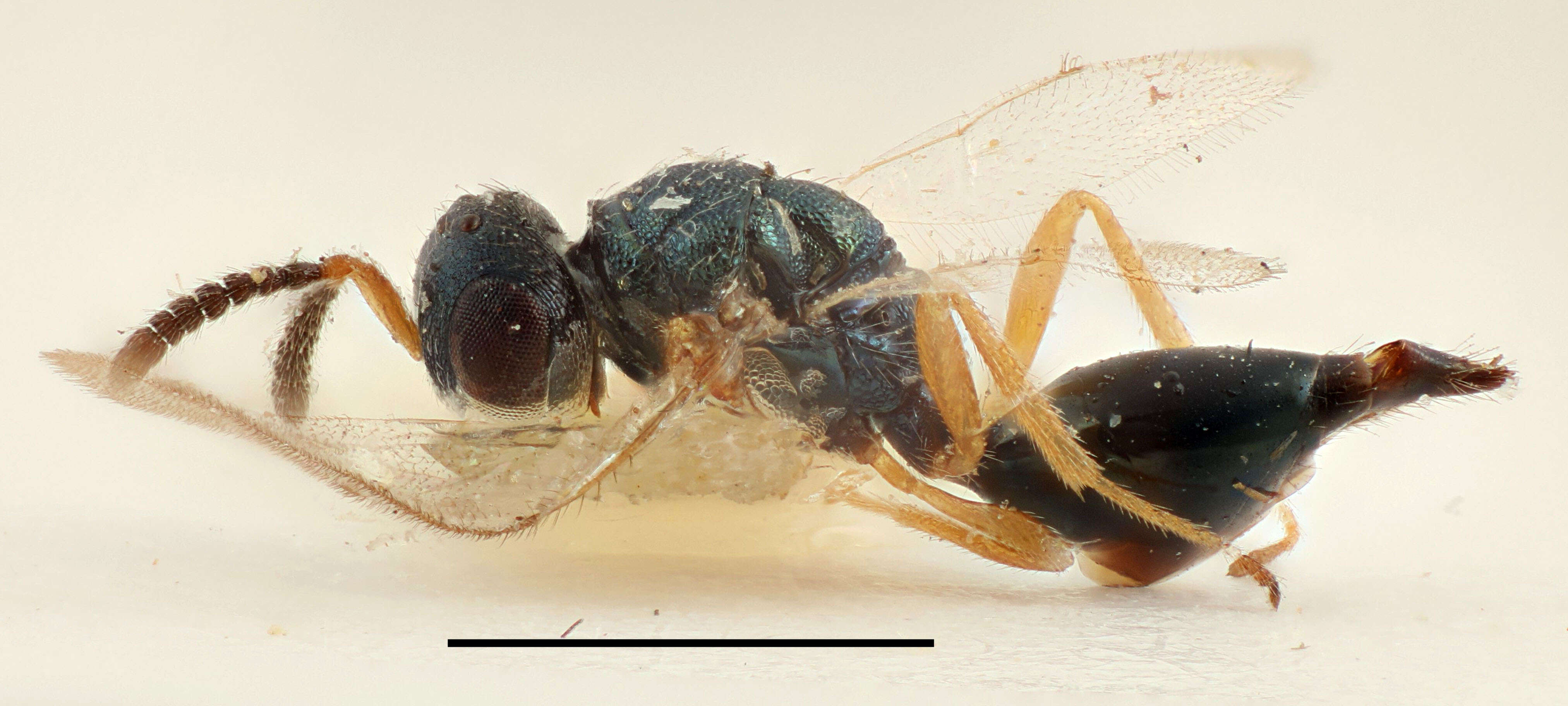 Plancia ëd Sphegigaster truncata Thomson 1878