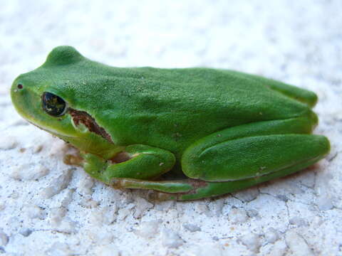 Image of Mediterranean Tree Frog