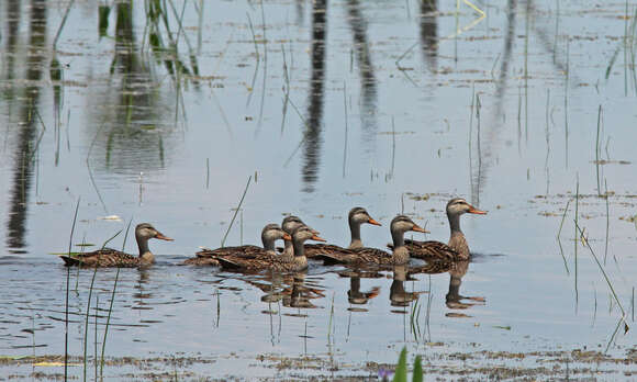 Image of Florida duck