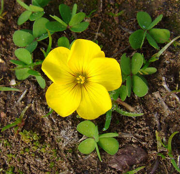 Sivun Oxalis perdicaria (Mol.) Gunckel kuva