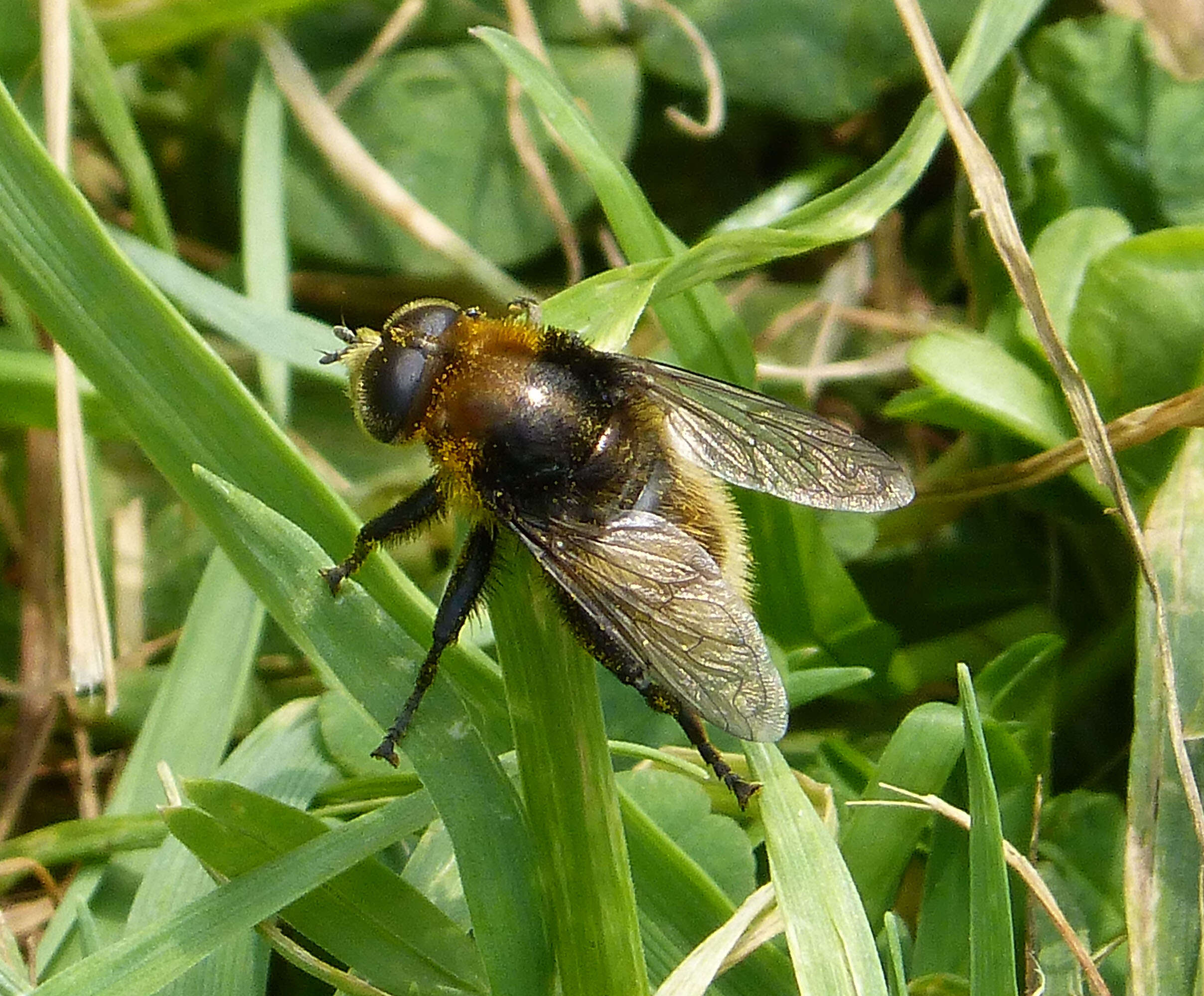 Volucella bombylans (Linnaeus 1758) resmi