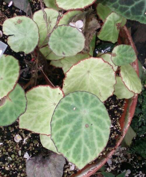 Image of Begonia scapigera Hook. fil.