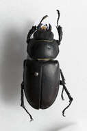 Image of Stag beetle