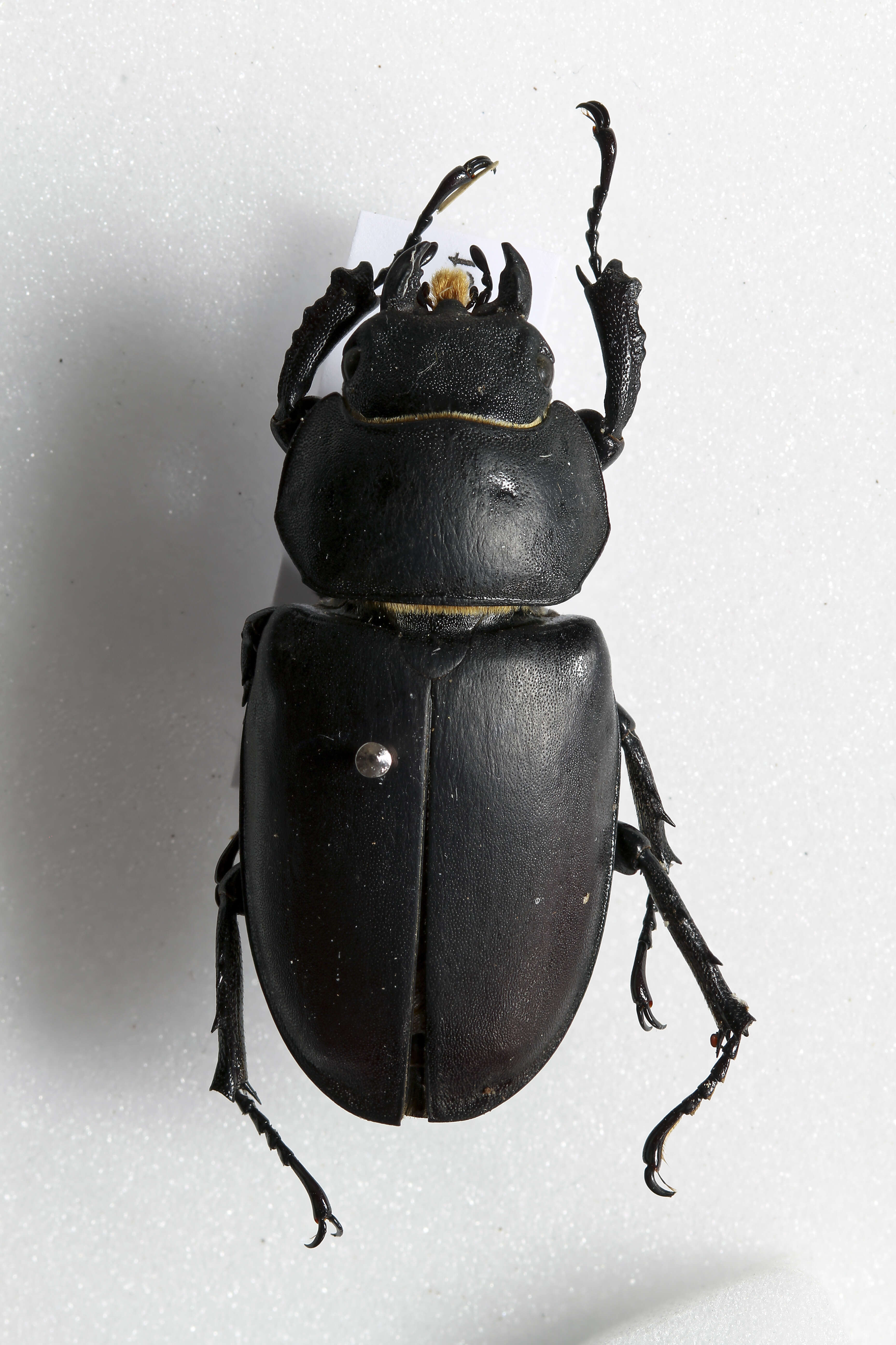 Image of stag beetles