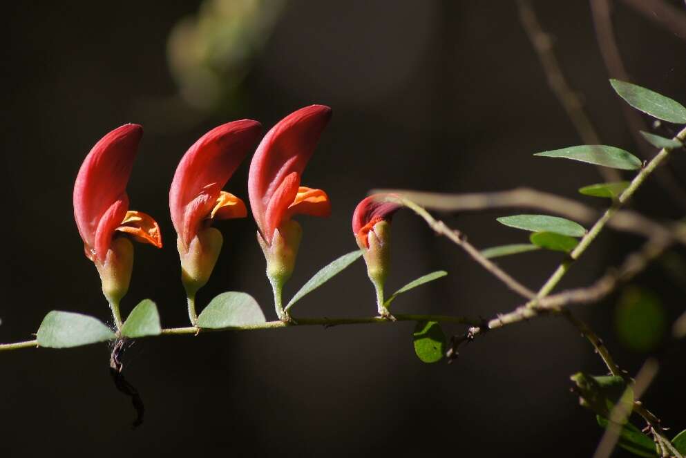 Image of Bossiaea carinalis Benth.