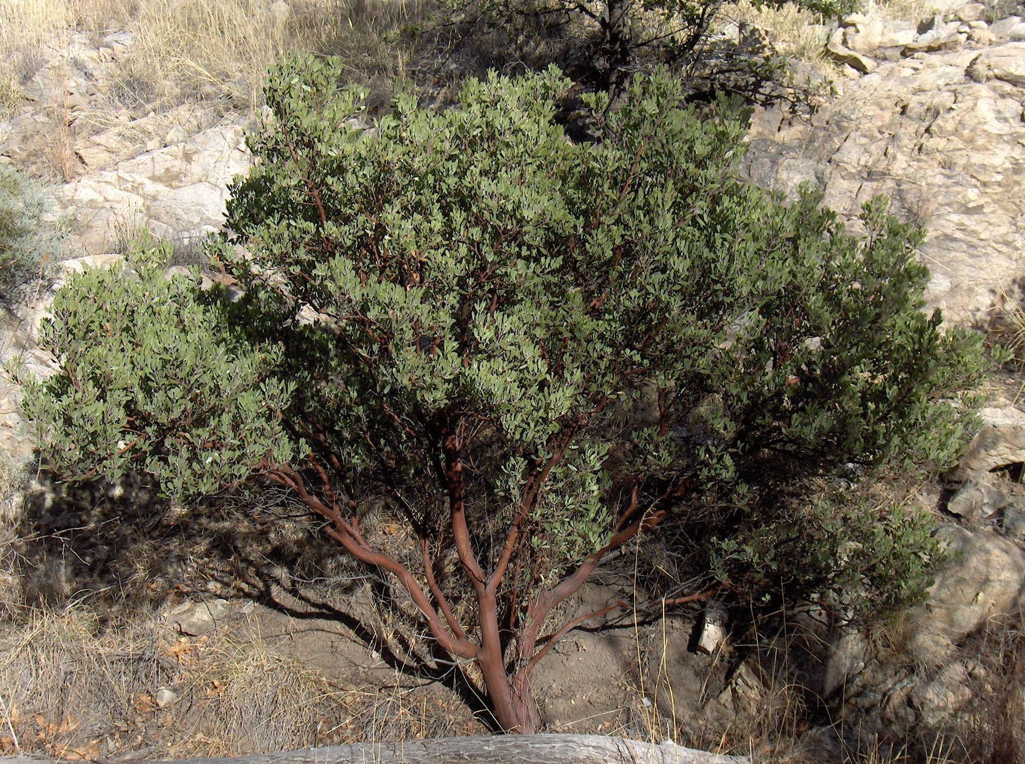 Image of pointleaf manzanita